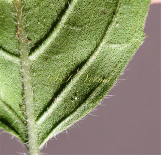  Leaf (a part)- Abaxial view (Gland-dotted)